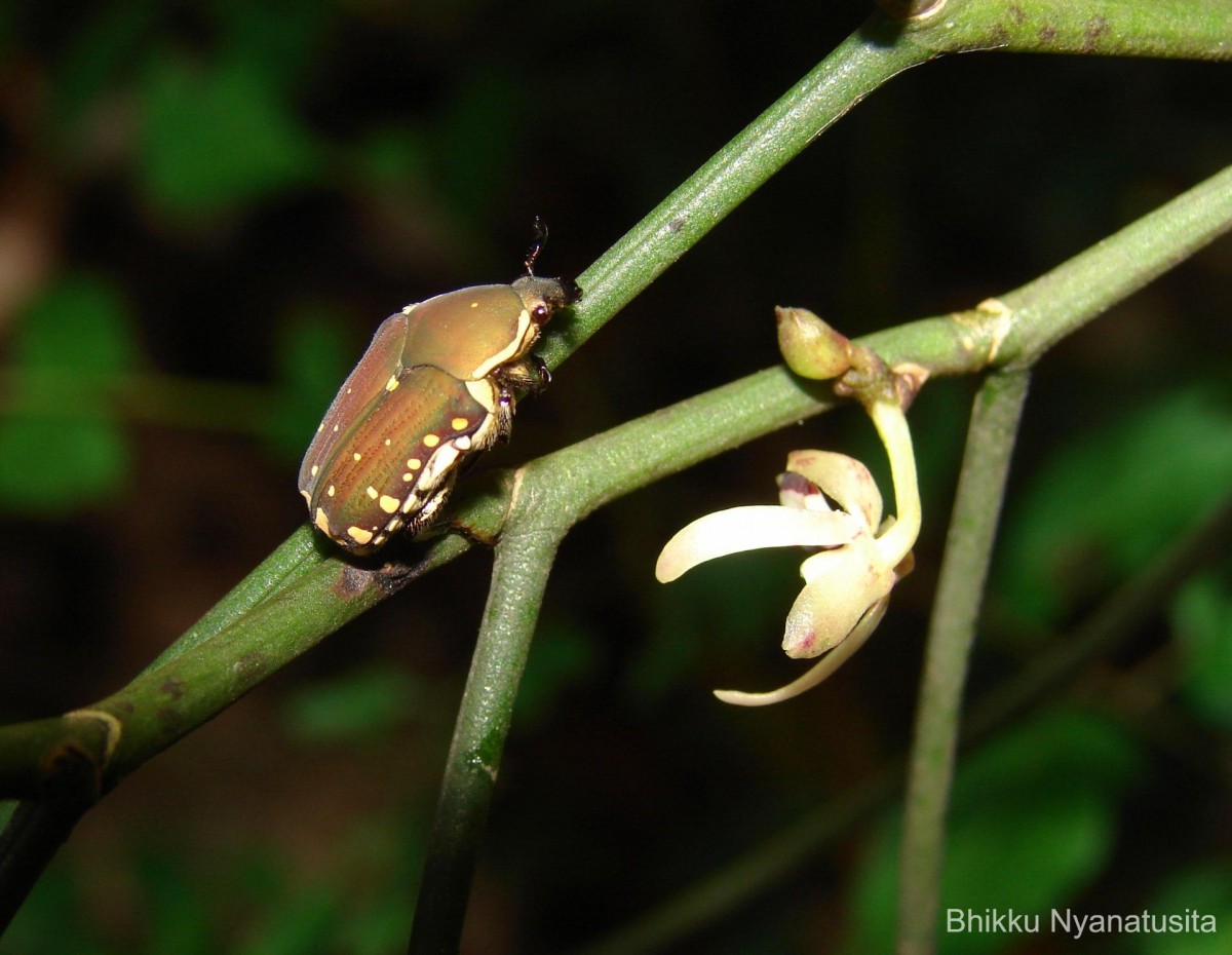 Luisia tenuifolia Blume